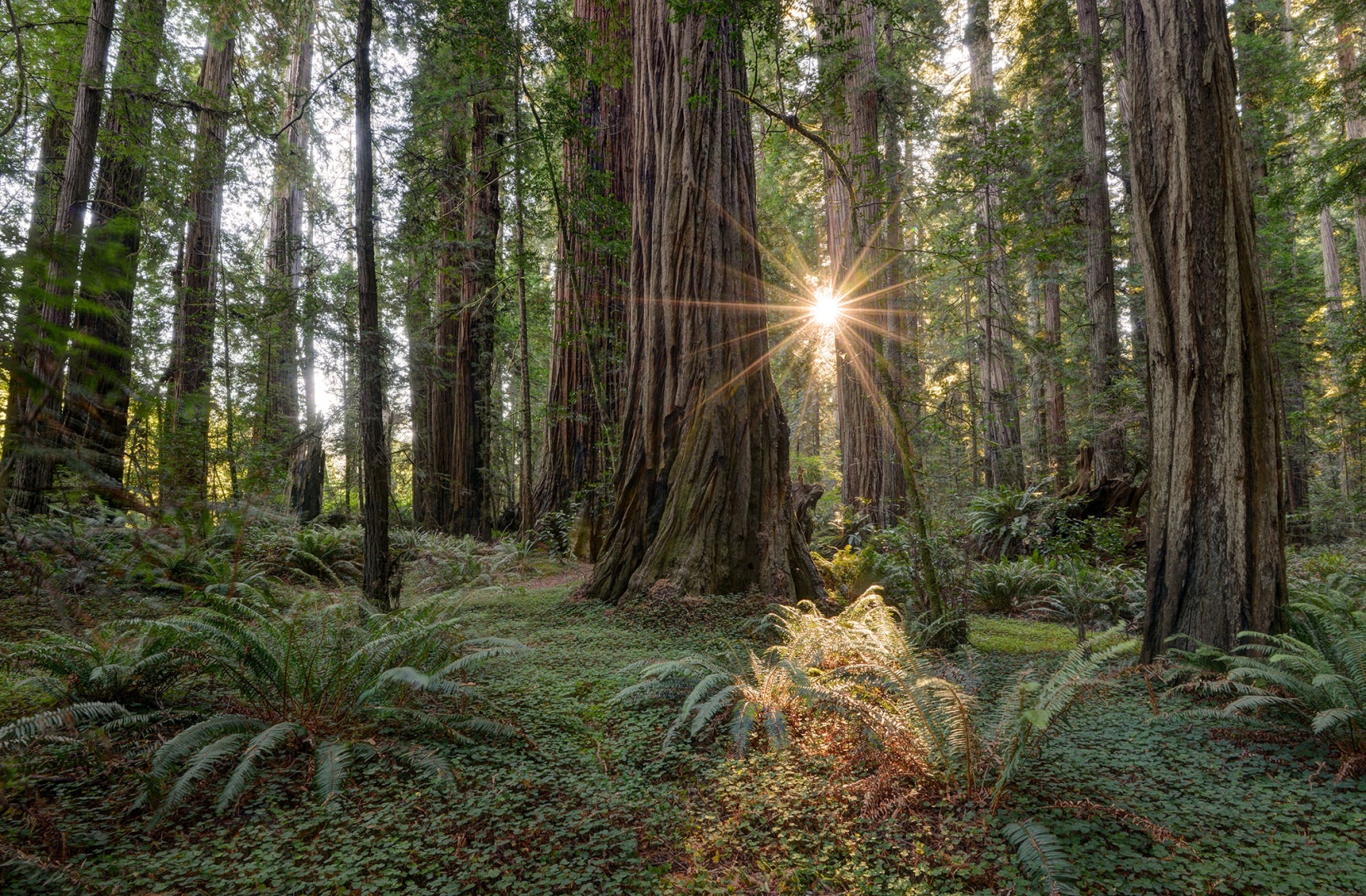 Interior Secretary Visits Redwood National Park | The Presidential ...